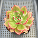 Echeveria 'Flamenco' Variegated 2" Succulent Plant