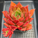 Echeveria Agavoides 'Wave' 4"-5" Succulent Plant