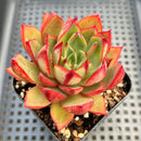 Echeveria 'Red Crayon' Longissima Hybrid 3" Succulent Plant