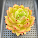 Echeveria 'Chanel' 3" Succulent Plant