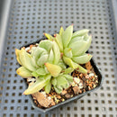 Echeveria Agavoides 'Saint Louis' Variegated 2" Succulent Plant