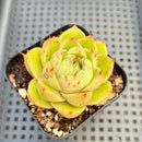 Echeveria Agavoides 'Cass' 2" Succulent Plant