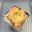 Echeveria Agavoides sp. 2" Succulent Plant Cutting