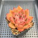 Echeveria Agavoides 'Primori' 2" Succulent Plant