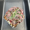 Echeveria 'Speed Bump' 3" Highly Carunculated Succulent Plant