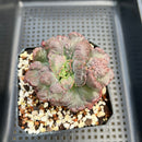 Echeveria 'Speed Bump' 3" Highly Carunculated Succulent Plant