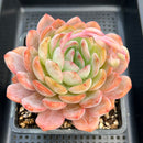 Echeveria 'Starmark' 4"-5" Large Succulent Plant