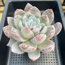 Echeveria 'Ivory' 5"-6" Extra Large Succulent Plant