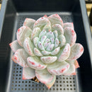 Echeveria 'Ivory' 5"-6" Extra Large Succulent Plant