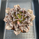 Echeveria 'Super Bowl' 4" Succulent Plant