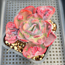 Echeveria 'Beyonce' Variegated 3"-4" Succulent Plant