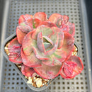 Echeveria 'Beyonce' Variegated 3"-4" Succulent Plant