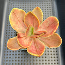 Echeveria 'Fimbriata' Variegated AKA 'Fasciculata' 3" Succulent Plant
