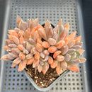 Pachyphytum 'Black Swan' 4"-5" Cluster Succulent Plant
