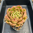 Echeveria 'Chanel' 4" Succulent Plant