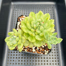 Echeveria Agavoides 'Ice Age' Variegated 4" Large Cluster Succulent Plant