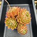 Echeveria Agavoides sp. 4" Large Cluster Succulent Plant