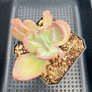 Echeveria 'Beserk' Variegated 3" Succulent Plant