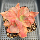 Echeveria 'Red Phoenix' Variegated 3" Succulent Plant