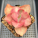 Echeveria 'Suyon' Variegated 3" Succulent Plant