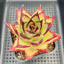 Echeveria Agavoides 'Ebony' 3" Succulent Plant