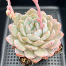 Echeveria 'Orange Monroe' 4" Succulent Plant
