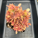 Echeveria 'Red Kraus' 2" Succulent Plant