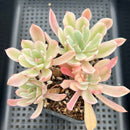 Echeveria 'Holwayi' Variegated 4"-5" Succulent Plant