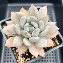 Pachyphytum 'Snow Queen' 4"-5" Succulent Plant