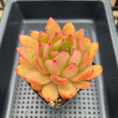 Echeveria Agavoides 'Red Wine' 3" Succulent Plant