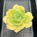 Echeveria 'Drawing' 3" Succulent Plant Cutting