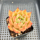 Echeveria Agavoides sp. 2" Succulent Plant