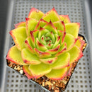 Echeveria Agavoides 'Red Tiara' 4" Succulent Plant