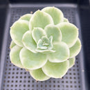 Echeveria 'Lemon Rose' Variegated 3"-4" Succulent Plant