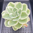 Echeveria 'Lemon Rose' Variegated 3"-4" Succulent Plant