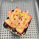 Echeveria Agavoides sp. 2" Succulent Plant Cutting