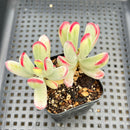 Cotyledon 'Orbiculata' Variegated Long Leaf 2" Succulent Plant