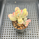 Cotyledon 'Orbiculata' Variegated 2" Succulent Plant Cutting