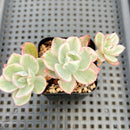 Echeveria 'Berkley Light' Variegated 2”-3" Succulent Plant