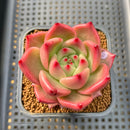 Echeveria Agavoides 'Primori' 2" Succulent Plant Cutting