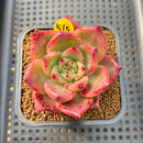 Echeveria Agavoides 'Primori' 2" Succulent Plant Cutting