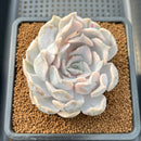 Echeveria Lilacina Variegated 3" Succulent Plant Cutting