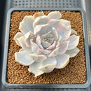Echeveria Lilacina Variegated 3" Succulent Plant Cutting