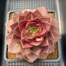 Echeveria 'Mysterious Rose' Super Clone 3”-4" Succulent Plant
