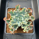 Echeveria 'Aquarius' 3" Succulent Plant Cutting