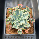 Echeveria 'Aquarius' 3" Succulent Plant Cutting