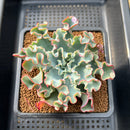 Echeveria 'Aquarius' 3" Succulent Plant Cutting