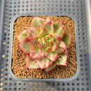 Echeveria Agavoides 'Rusty Nail' Variegated 2" Succulent Plant Cutting