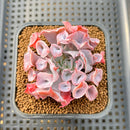 Echeveria 'Trumpet Pinky' 2" Succulent Plant Cutting