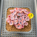 Echeveria 'Trumpet Pinky' 2" Succulent Plant Cutting